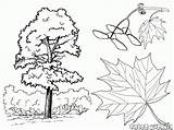Coloring Tree Maple Trees Birch Pages sketch template