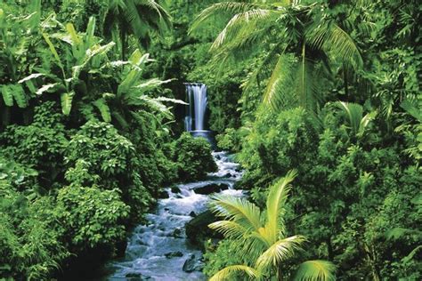 regenwald poster regenwaelder posterdrucke tropischer garten