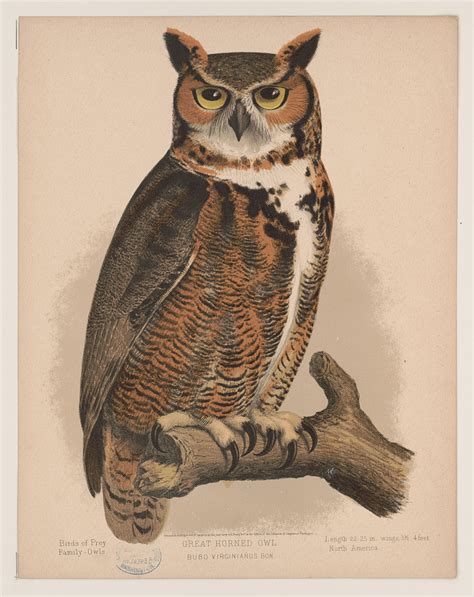 great horned owl bubo virginianus bon library  congress