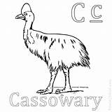 Cassowary Emu Getdrawings sketch template