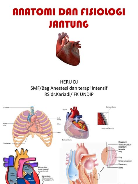 anatomi  fisiologi jantungdr heruppt