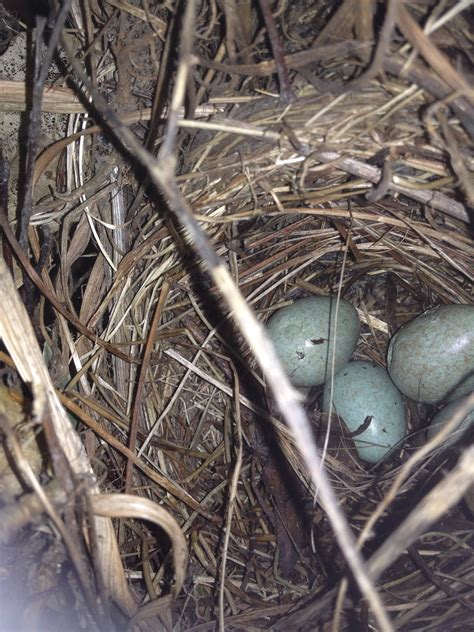 greatest toy  earth  blackbirds nest