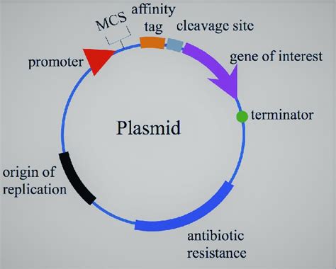 plasmid definition structure classification   reliable function