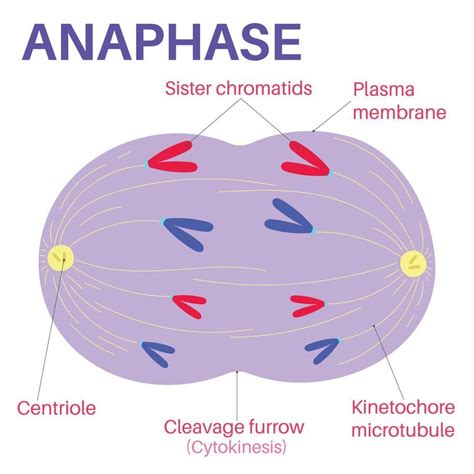 anaphase  stage  cell division cell division mitosis cell