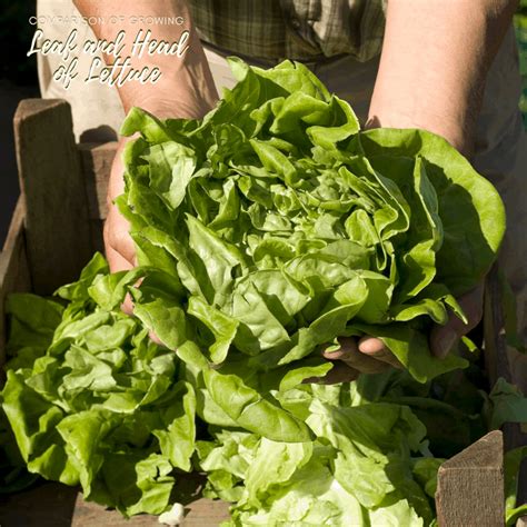 difference  head lettuce  leaf lettuce garden