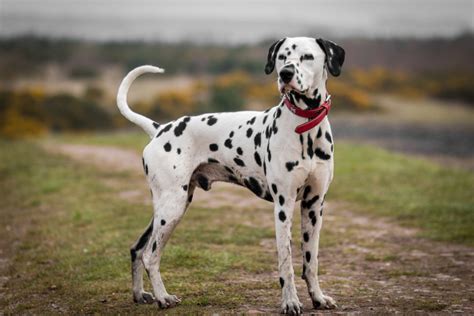dalmatian colors       dog breed