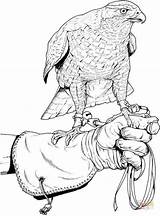 Falcon Colorare Falke Ausmalbilder Falco Malvorlagen Bird Disegno Caccia Kolorowanka Falcons Ausmalen Raubtiere sketch template