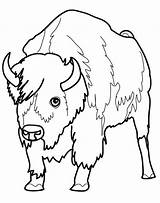 Bison Coloringgames sketch template