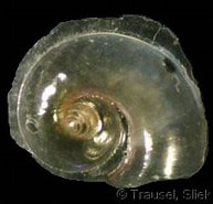 Afbeeldingsresultaten voor "atlanta Inclinata". Grootte: 193 x 168. Bron: www.gastropods.com