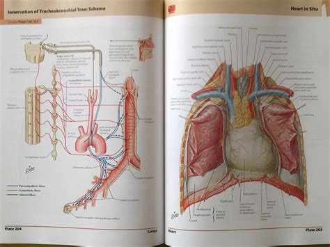 netter  anatomy atlas