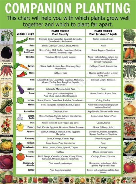 companion planting chart myplant