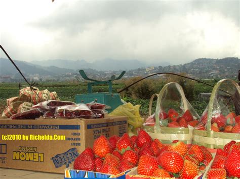 All About La Trinidad Benguet Philippines Strawberry Fields In Ltb