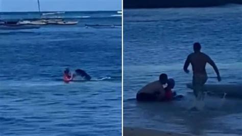 Foca Amamentando Ataca Banhista Em Praia No Havaí Vídeo Encontre