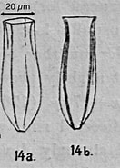 Afbeeldingsresultaten voor "Amphorides Laackmanni". Grootte: 132 x 185. Bron: www.marinespecies.org