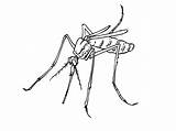 Moustique Insecte Mosquito Coloriages Insectes Colorier sketch template