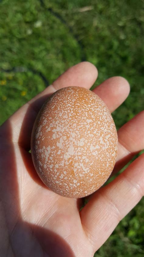 white spots on chicken eggs page 2 backyard chickens