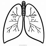 Lungs Lung Colorare Polmone Organ sketch template