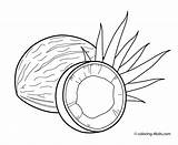 Coconut Coloring Pages Printable Kids Coconuts Fruits Fruit Sheets Getdrawings Color Print Drawing Getcolorings Tamatoa Choose Board 4kids sketch template