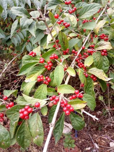 nc bush  red berries  fall   plant id forum gardenorg