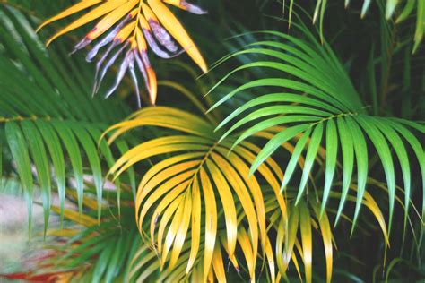 yellow palm leaves    fix  problem