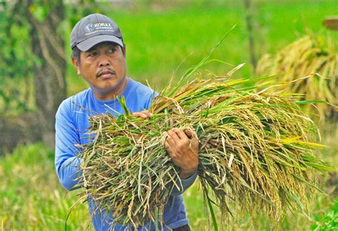 house oks on 2nd reading reso allowing gov t to buy palay