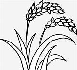 Rice Plant Drawing Getdrawings Painted Hand sketch template