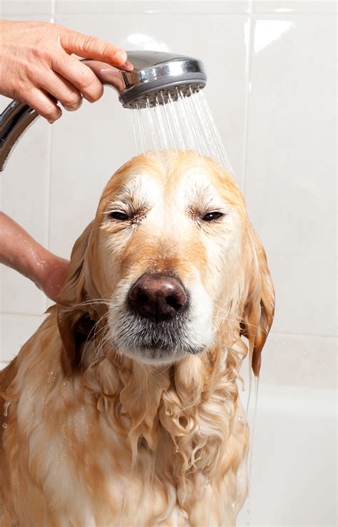 tips  keeping  house clean  dogs hot diggity dog