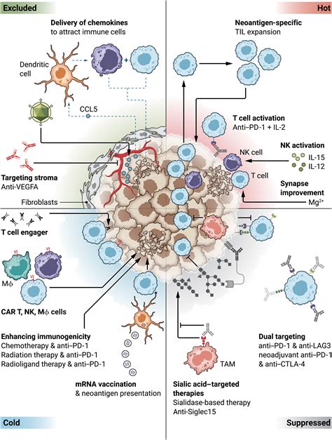 Combination Cancer Immunotherapies Emerging Treatment Strategies