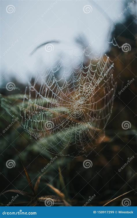 closeup   beautiful spider web  blurred nature   background
