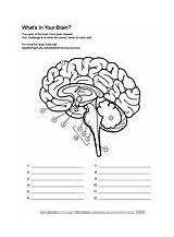 Brain Asu Coloring Pages Askabiologist Edu Human Anatomy Body Science Hat sketch template