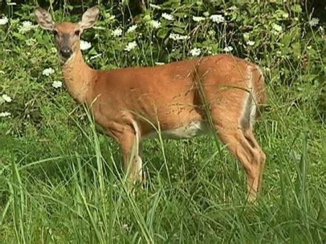 michigan state mammal whitetail deer animals wild whitetail deer