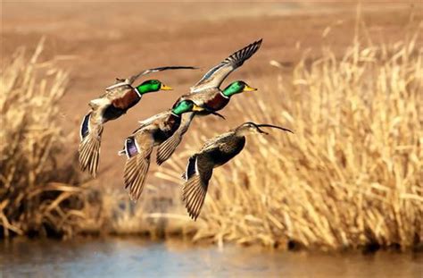 duck hunting wallpapers  desktop wallpapersafari