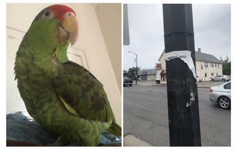 lost  amazon red crowned parrot named mitu  july   buffalo ny put
