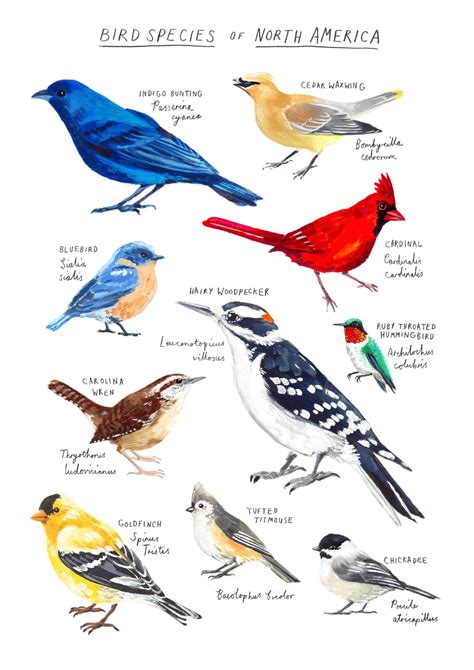 north american birds species poster bird species common birds