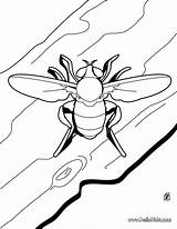 Abelha Abelhas Hellokids Beetle Insetos sketch template