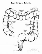 Intestine Artery Coronary sketch template