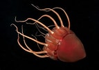 Afbeeldingsresultaten voor Helmet jellyfish. Grootte: 143 x 101. Bron: www.bigfishexpeditions.com