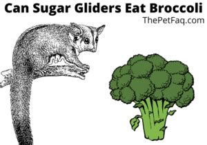sugar gliders eat broccoli  complete answer thepetfaq