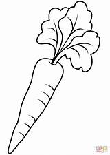 Coloring Carrot Pages Printable Drawing sketch template