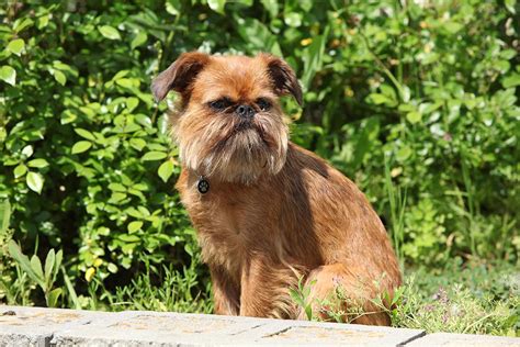 brussels griffon dog breed profile personality facts