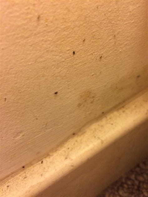 identifying little black biting bugs thriftyfun