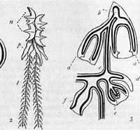 Afbeeldingsresultaten voor "vogtia Pentacantha". Grootte: 200 x 185. Bron: chestofbooks.com