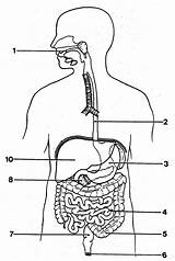 Human Digestive System Drawing Sketch Body Paintingvalley Drawings sketch template