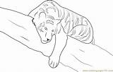 Tiger Sleeping Coloring Tree Pages Coloringpages101 Tigers sketch template
