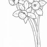 Daffodil Coloring Flower Pages Kidsplaycolor Daffodils Beautiful Color Pretty sketch template