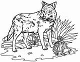 Lup Colorat Wolves Planse Wolfdog Desene Designlooter Animalcoloring sketch template