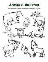 Coloring Animals Forest Pages Habitat Animal Arctic Polar Sheets Printable Classification Habitats Color Printables Desert Getdrawings Kids Print Getcolorings Sorts sketch template