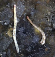 Afbeeldingsresultaten voor Amphiporus lactifloreus Stam. Grootte: 177 x 185. Bron: www.beachexplorer.org