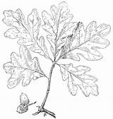 Oak Leaf Drawing Leaves Getdrawings Drawings sketch template