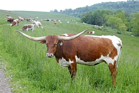 texas longhorn livestockpedia